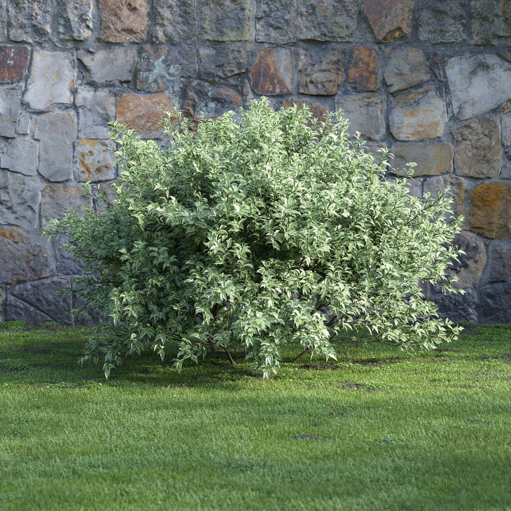 plants and bushes 039 — Descargar
