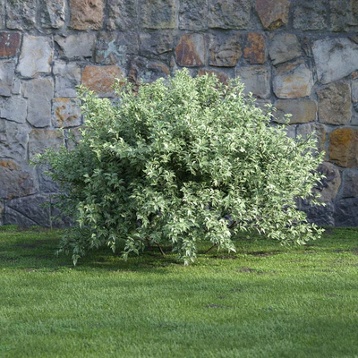 plants and bushes 039 — Descargar