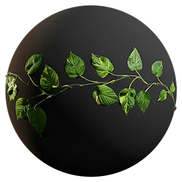 money plant vine 002 — Скачать