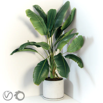 Plant Strelizia in a concrete pot — Ver 1