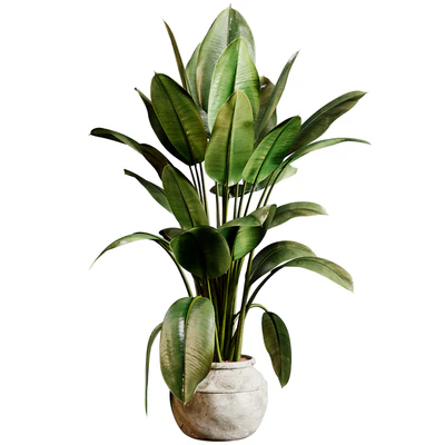 Indoor plants 96 - Plant in pot — download