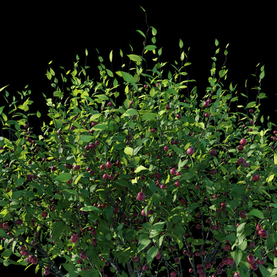 Plum — Ver 4