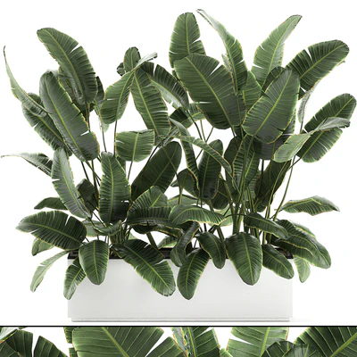 Beautiful lush thickets of bushes of plants in a white pot flowerbed with strelitzia, banana palm, ravenala. Set 590. — Ver 1