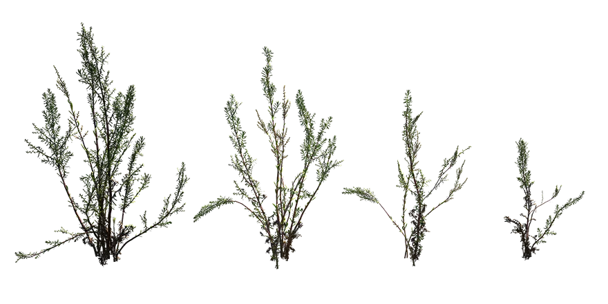 myricaria 001 — Скачать