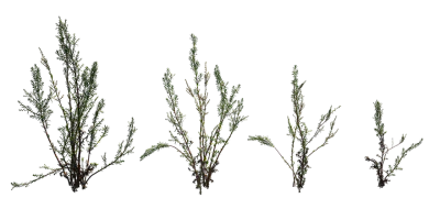 myricaria 001 — Скачать