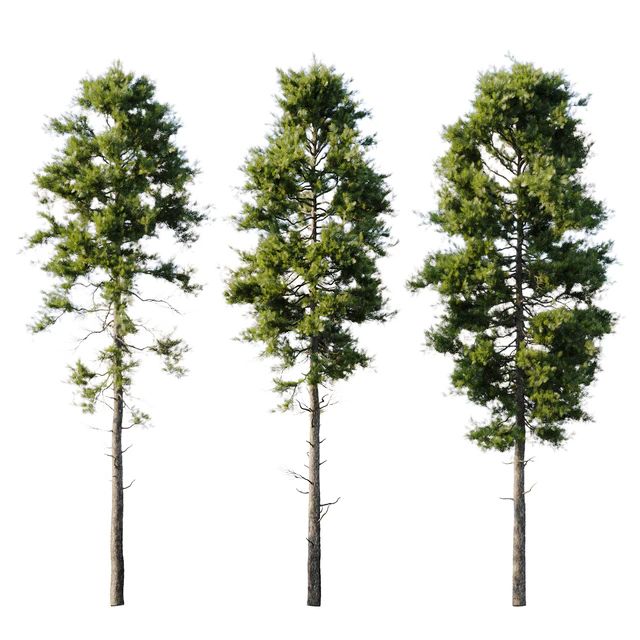 Pine 18m and 12m — Descargar