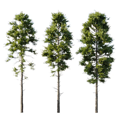 Pine 18m and 12m — Ver 4