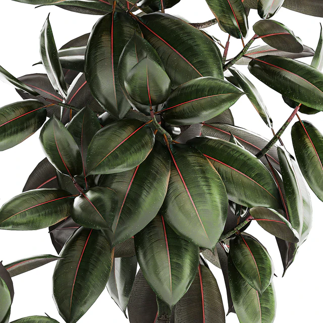 Plant collection 1432 — Descargar