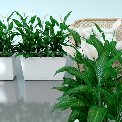 Spathiphyllum Wallis, Spathiphyllum, interior plants, Lechuza, pots, Carara, Spathiphyllum — Ver 1