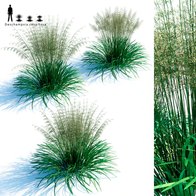 Lugovik turfy (Pike) | Deschampsia cespitosa — Ver 1