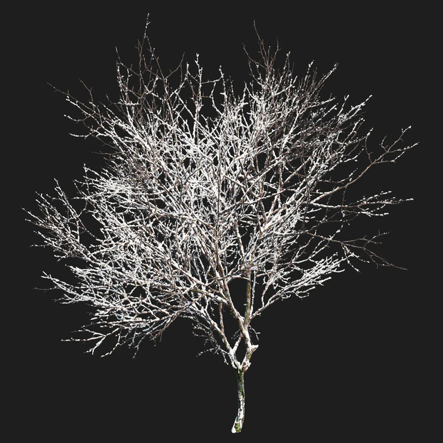 Winter Fraxinus pennsylvanica — Скачать