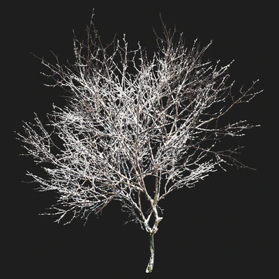 Winter Fraxinus pennsylvanica — Вид 5