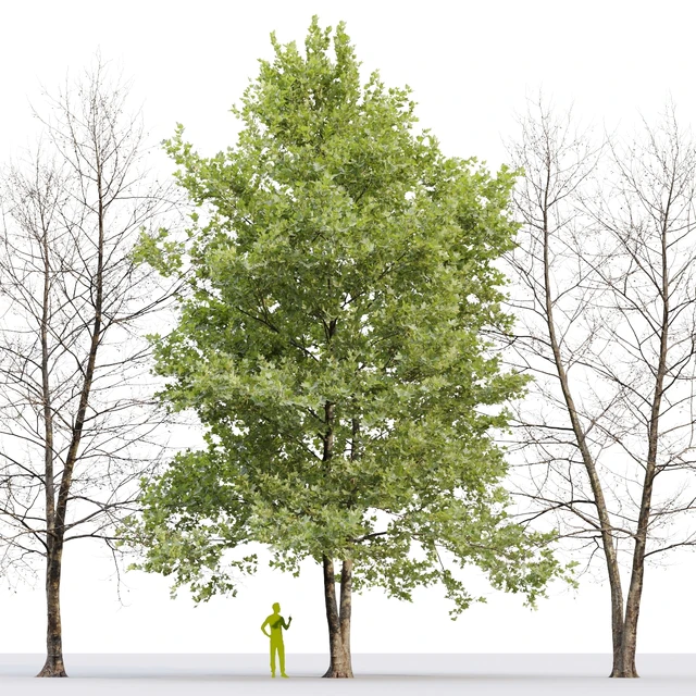 Платан / Sycamore / Platanus #8 — Скачать
