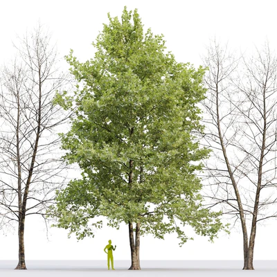 Платан / Sycamore / Platanus #8 — Вид 2