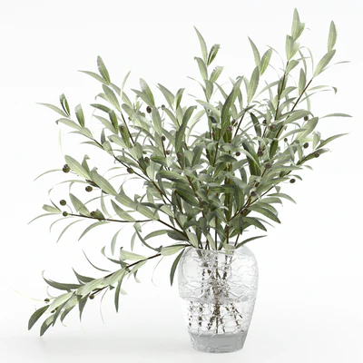 Olive branches in a vase — Ver 1