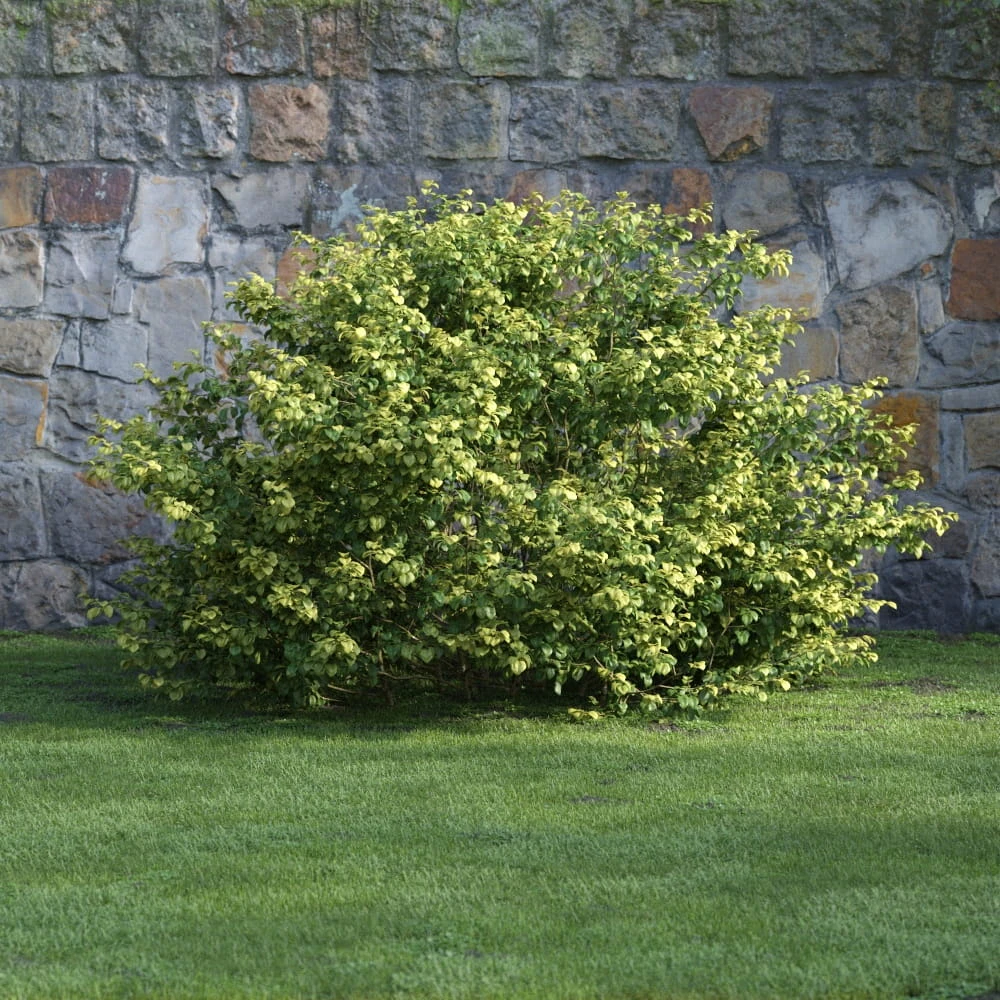 plants and bushes 007 — Скачать