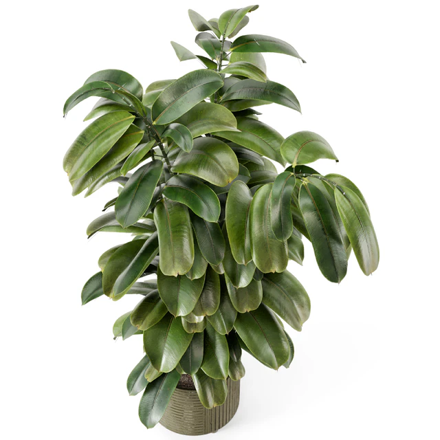 Indoor Ficus Plant in rusty Concrete Pot - Set 966 — Descargar