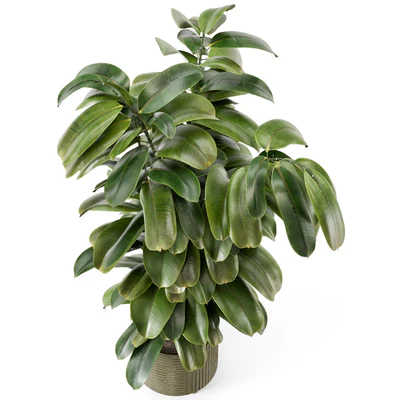 Indoor Ficus Plant in rusty Concrete Pot - Set 966 — Ver 4