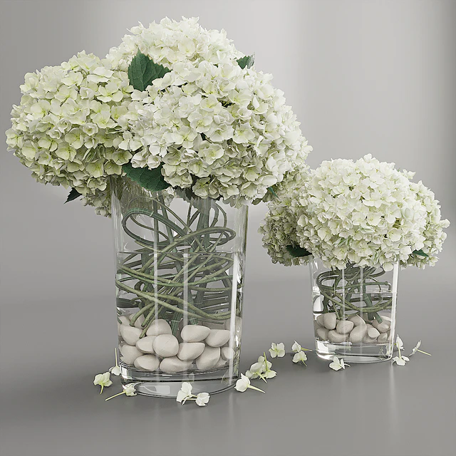 Hydrangea white — Download