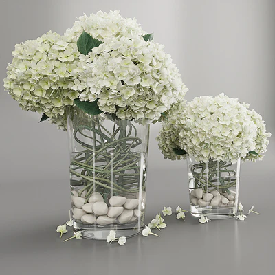 Hydrangea white — View 1