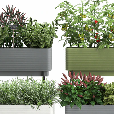Collection of potted plants Kitchen garden, vegetables, tomatoes, peppers, herbs, Rosemary, lettuce, Lettuce, garden bed. Set 1059. — Ver 2