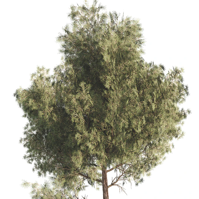 Outdoor Plant Set 06 — Descargar