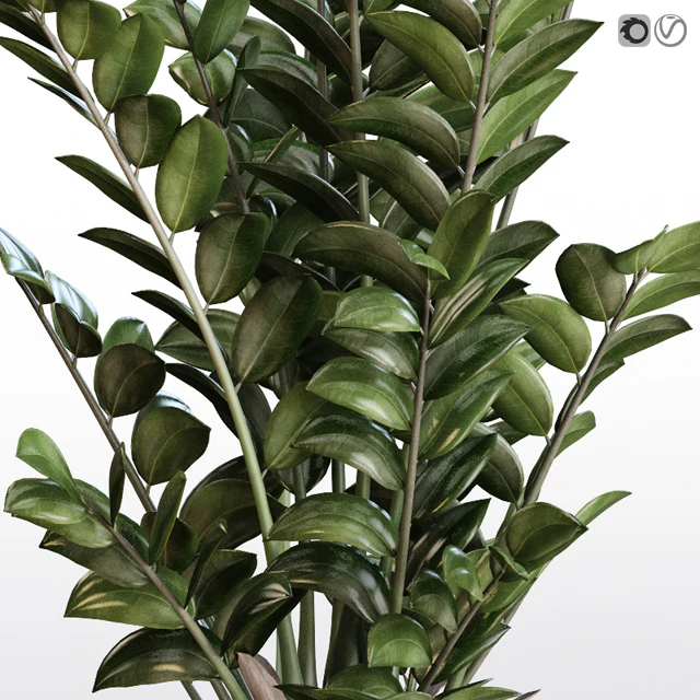 Angular flowerpot Zamiokulkas in a white vase — Descargar