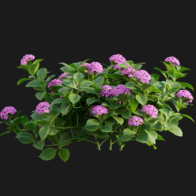 Hydrangea 02 — Вид 5