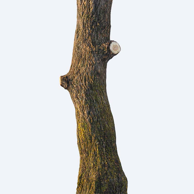 Chestnut — Ver 2