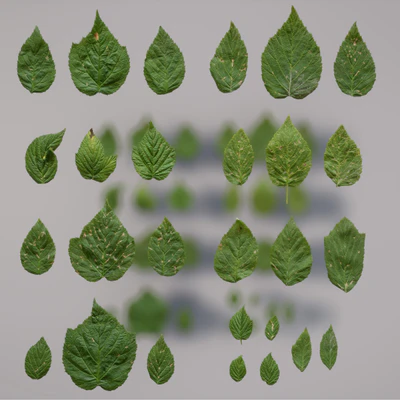 rubus fruticosus — download