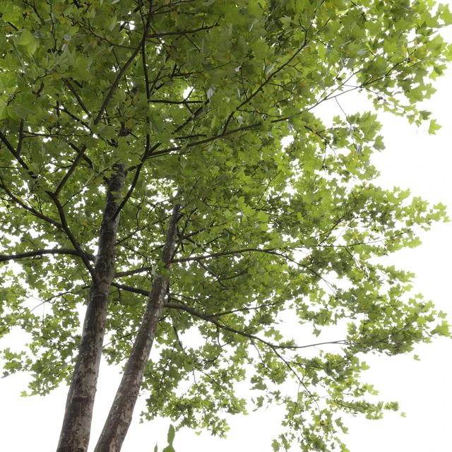 Платан / Sycamore / Platanus #8 — Скачать