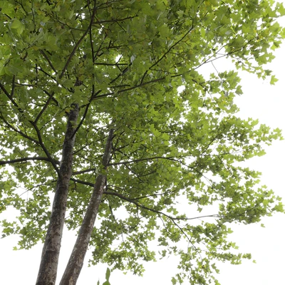 Платан / Sycamore / Platanus #8 — Вид 3