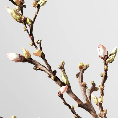Decorative Spring Set 041 — Вид 5