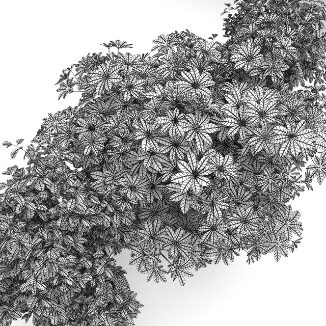 Schefflera + Ficus Benjamina (Schefflera + Ficus Benjamina) — Descargar