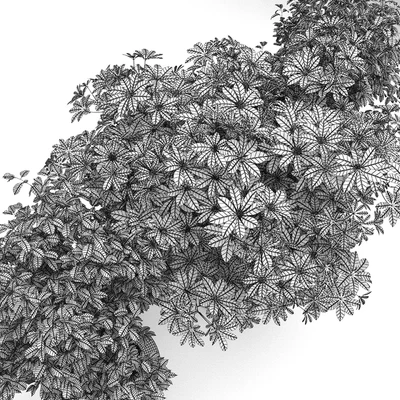 Schefflera + Ficus Benjamina (Schefflera + Ficus Benjamina) — Ver 3