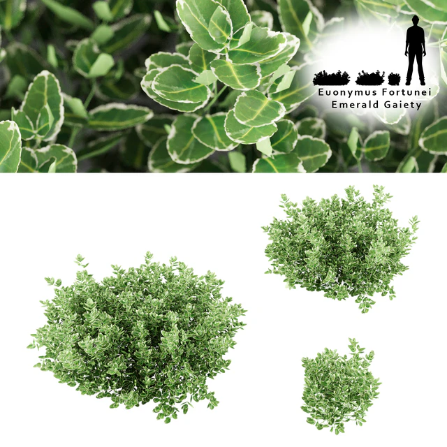 Бересклет Форчуна куст | Euonymus Fortunei Emerald Gaiety — Скачать