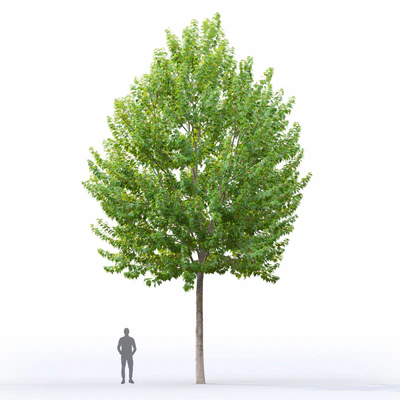 Acer — Вид 3
