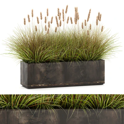 Outdoor metal pot in the bushes Pampas grass, flowerpot, flowerbed, reed. 905. — Ver 1