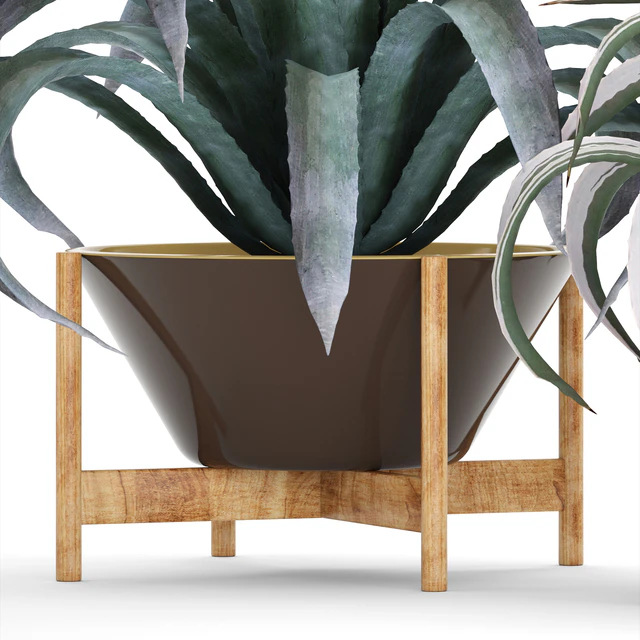 Collection of plants 74. Agave, agave, aloe, cactus, outdoor pot, flowerpot, mexican, decorative, prickly — Descargar