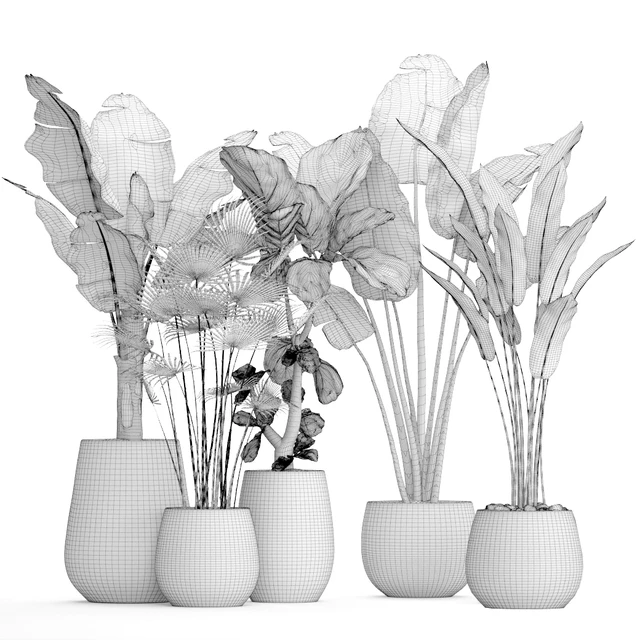 Collection of plants in pots 41. concrete pot, flowerpot, bush, banana palm, ficus lyrata, fan palm, strelitzia — Descargar