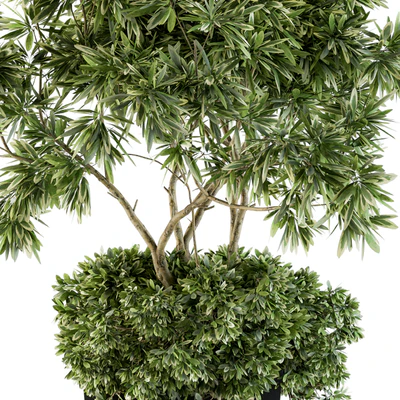 indoor Plant Set 96 - olive — Ver 2