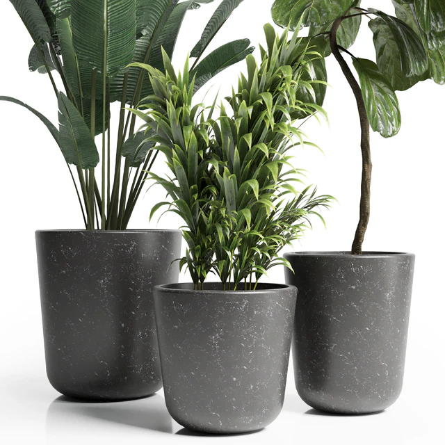 Indoor plant 21 — Скачать
