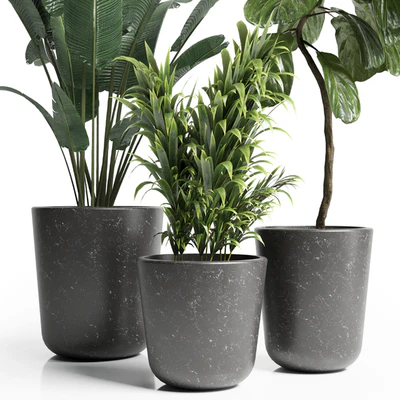 Indoor plant 21 — Вид 3