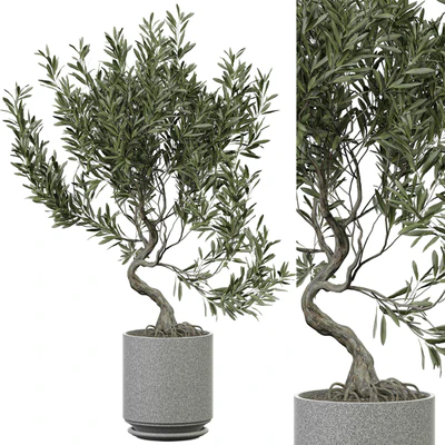 indoor Plant 373 — Ver 1