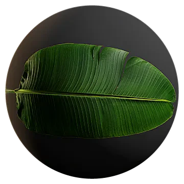 huge banana tree leaf 001 — Descargar