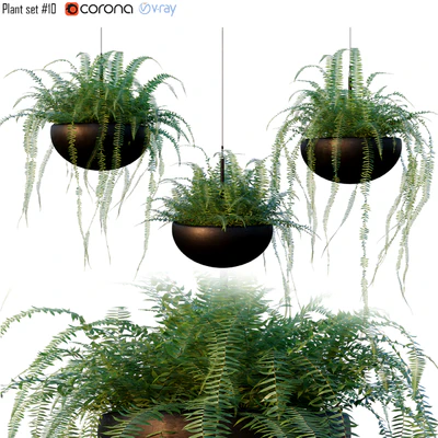 Nephrolepis cordifolia | Plant set # 10 — Ver 1
