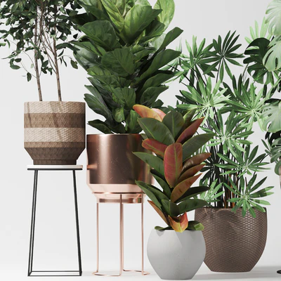 Plant collection02 — Ver 2