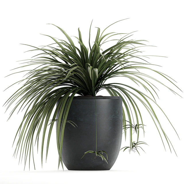 A collection of small bushes of indoor plants in black pots with Chlorophytum. Set 625. — Descargar