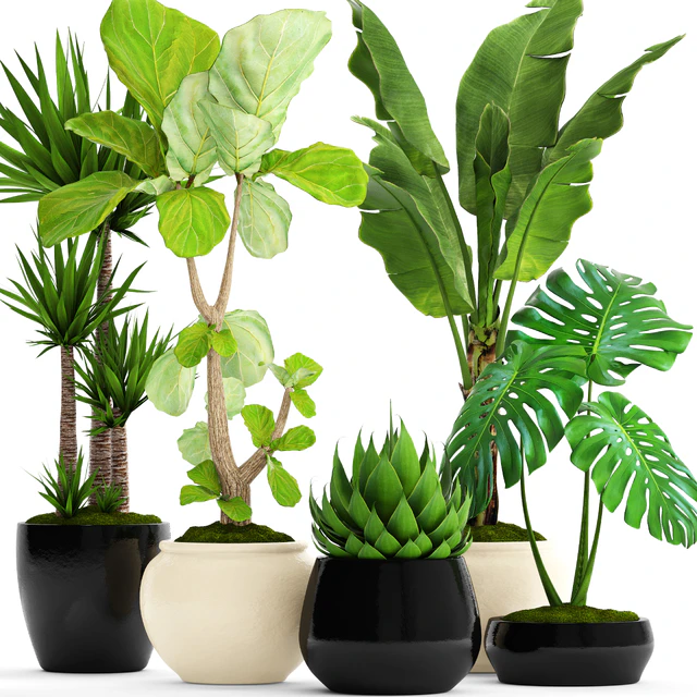 A collection of plants in pots. 45. Banana palm, Lyre ficus, Agave, Yucca, Monstera, ornamental plants, flowerpot, pot, flower — Descargar