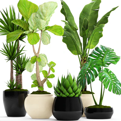 A collection of plants in pots. 45. Banana palm, Lyre ficus, Agave, Yucca, Monstera, ornamental plants, flowerpot, pot, flower — Ver 1